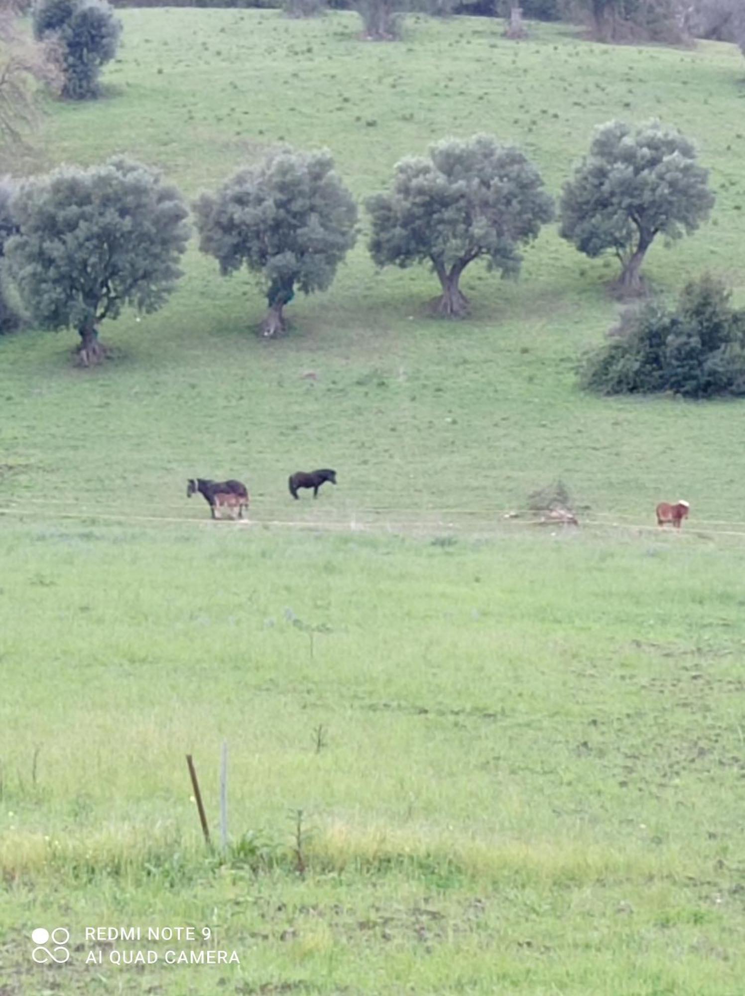 Lux Vera B & B Agropoli Buitenkant foto